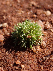 Centrolepis cephaloformis (Centrolepis cephaloformis)