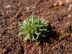 Centrolepis cephaloformis (Centrolepis cephaloformis)
