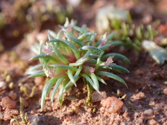 Centrolepis cephaloformis (Centrolepis cephaloformis)