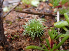 Centrolepis cephaloformis (Centrolepis cephaloformis)