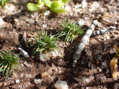 Centrolepis cephaloformis (Centrolepis cephaloformis)