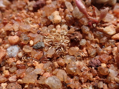 Centrolepis cephaloformis (Centrolepis cephaloformis)