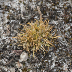 Centrolepis cephaloformis (Centrolepis cephaloformis)
