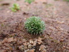 Centrolepis cephaloformis (Centrolepis cephaloformis)