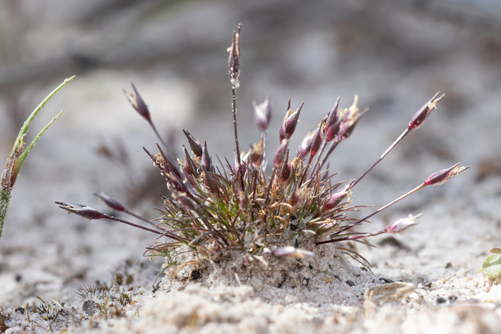 Centrolepis drummondiana (Centrolepis drummondiana)