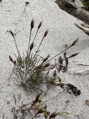 Centrolepis drummondiana (Centrolepis drummondiana)