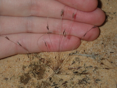 Centrolepis drummondiana (Centrolepis drummondiana)