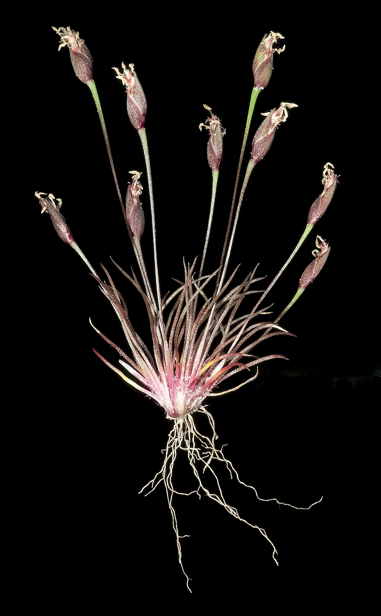 Centrolepis drummondiana: KRT4235