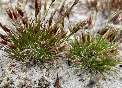 Centrolepis drummondiana (Centrolepis drummondiana)