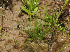 Centrolepis exserta (Centrolepis exserta)