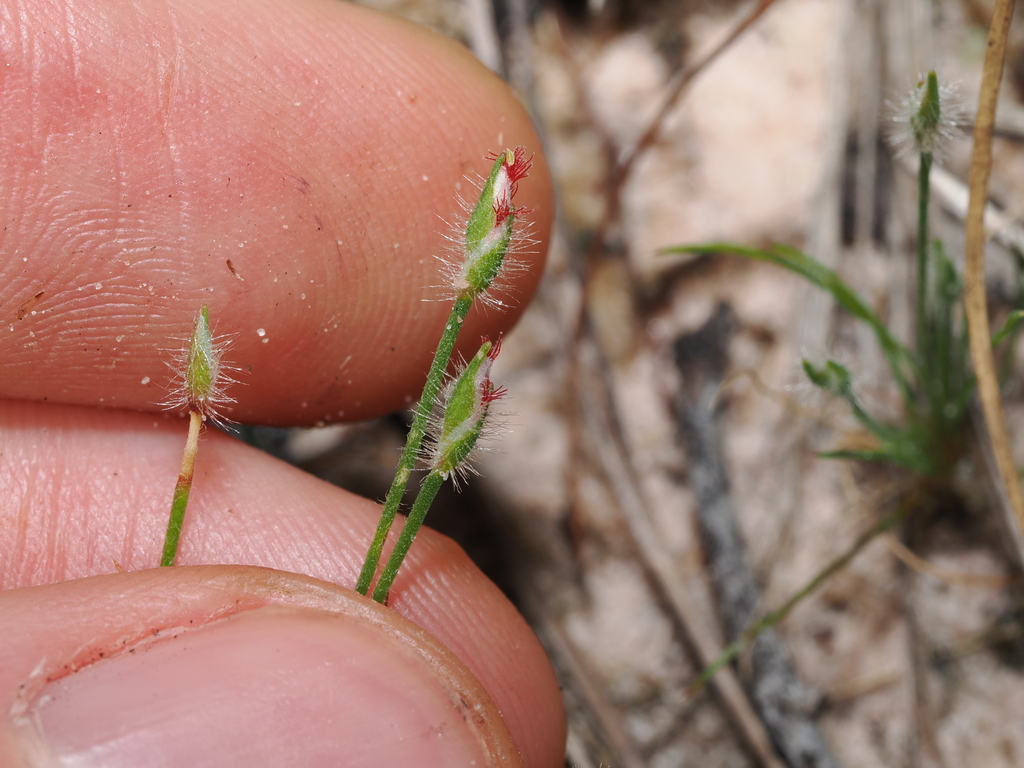 Centrolepis exserta (Centrolepis exserta)