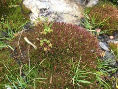 Centrolepis monogyna (Centrolepis monogyna)