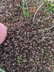 Centrolepis monogyna (Centrolepis monogyna)