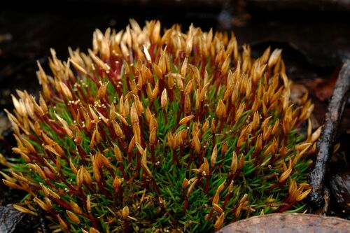 Centrolepis monogyna (Centrolepis monogyna)