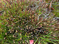 Centrolepis monogyna (Centrolepis monogyna)