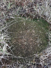 Centrolepis pallida (Centrolepis pallida)
