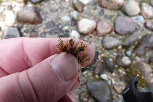 Centrolepis pallida (Centrolepis pallida)
