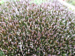 Centrolepis pallida (Centrolepis pallida)