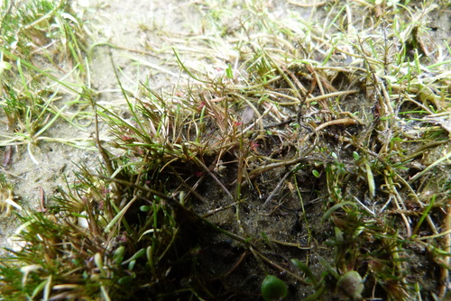 Centrolepis pallida (Centrolepis pallida)