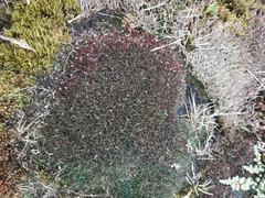 Centrolepis pallida (Centrolepis pallida)