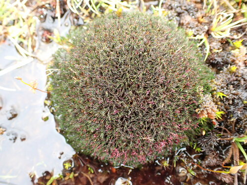 Centrolepis pallida (Centrolepis pallida)