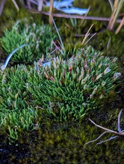 Centrolepis philippinensis (Centrolepis philippinensis)