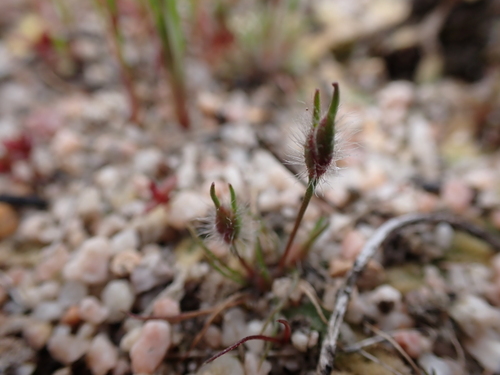 Centrolepis pilosa (Centrolepis pilosa)