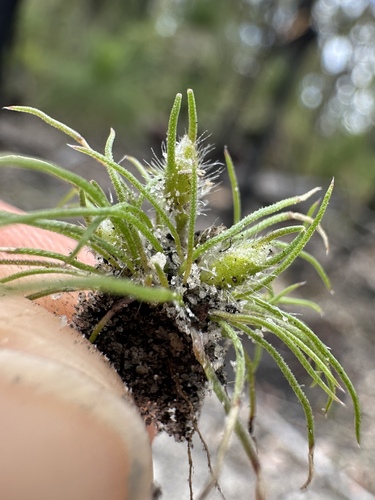 Centrolepis pilosa (Centrolepis pilosa)