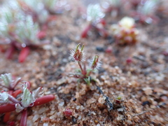 Centrolepis pilosa (Centrolepis pilosa)