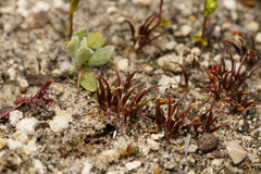 Centrolepis polygyna (Centrolepis polygyna)