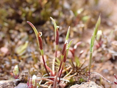 Centrolepis polygyna (Centrolepis polygyna)