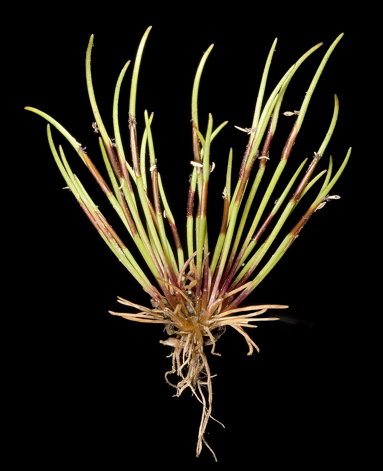 Centrolepis polygyna: KRT3862