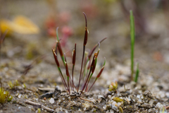 Centrolepis polygyna (Centrolepis polygyna)