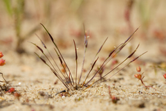 Centrolepis polygyna (Centrolepis polygyna)