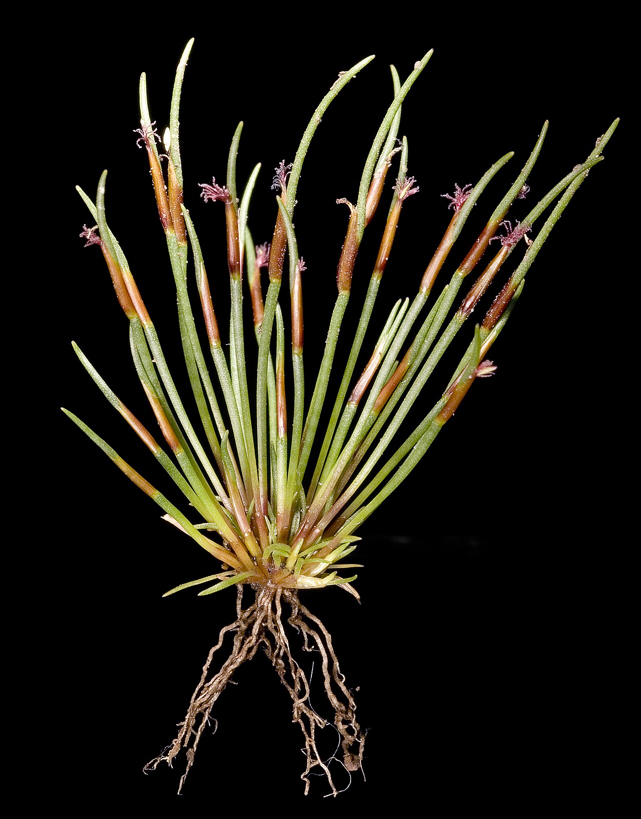 Centrolepis polygyna: KRT3862