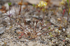 Centrolepis polygyna (Centrolepis polygyna)