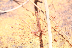Centrolepis polygyna (Centrolepis polygyna)