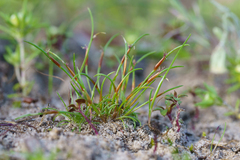 Centrolepis polygyna (Centrolepis polygyna)