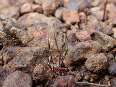 Centrolepis polygyna (Centrolepis polygyna)