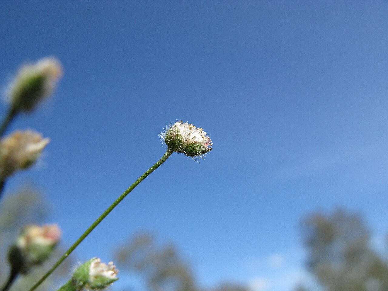 Centrolepis strigosa: Native, cool season, annual, small, tufted annual herb 2-11 cm tall. Leaves are linear, innermost ones usually reduced to a short membranous hairless sheath. St
