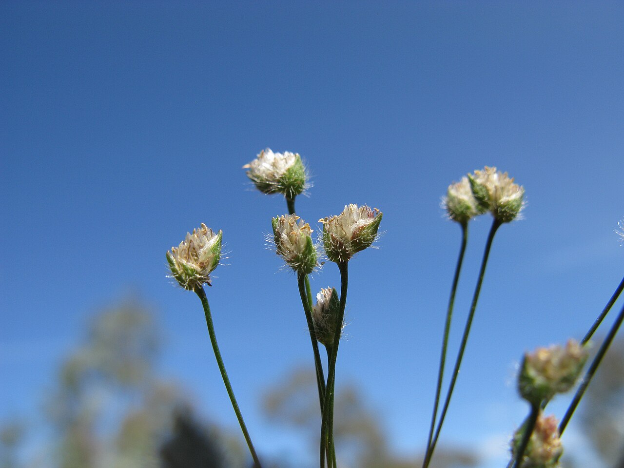 Centrolepis strigosa: Native, cool season, annual, small, tufted annual herb 2-11 cm tall. Leaves are linear, innermost ones usually reduced to a short membranous hairless sheath. St
