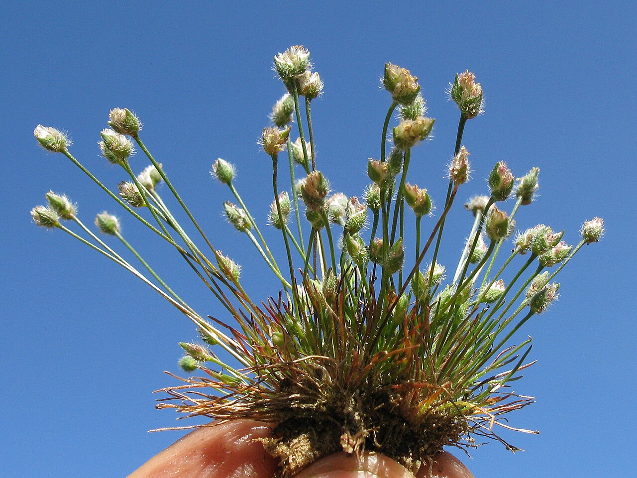 Centrolepis strigosa: Native, cool season, annual, small, tufted annual herb 2-11 cm tall. Leaves are linear, innermost ones usually reduced to a short membranous hairless sheath. St