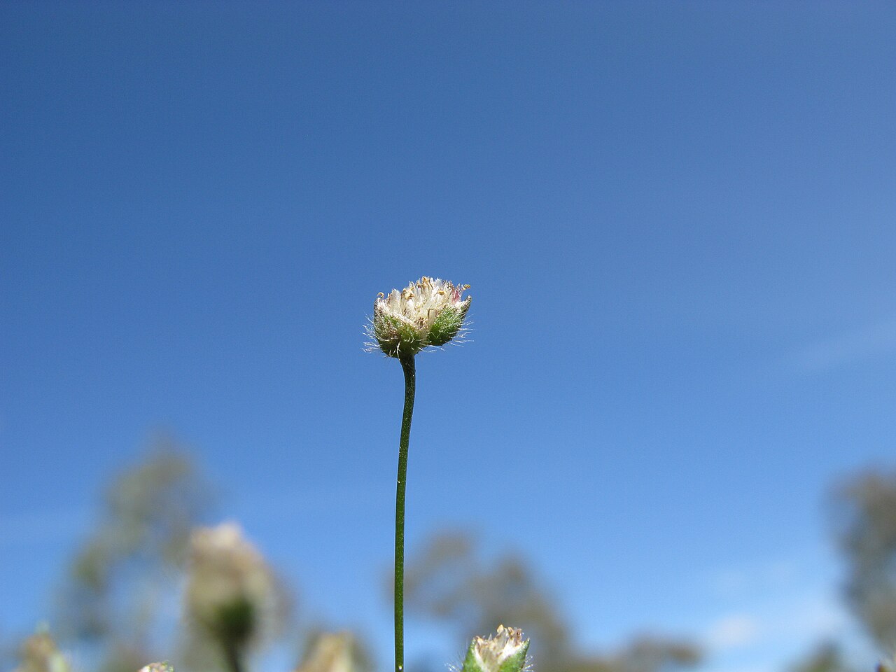 Centrolepis strigosa: Native, cool season, annual, small, tufted annual herb 2-11 cm tall. Leaves are linear, innermost ones usually reduced to a short membranous hairless sheath. St