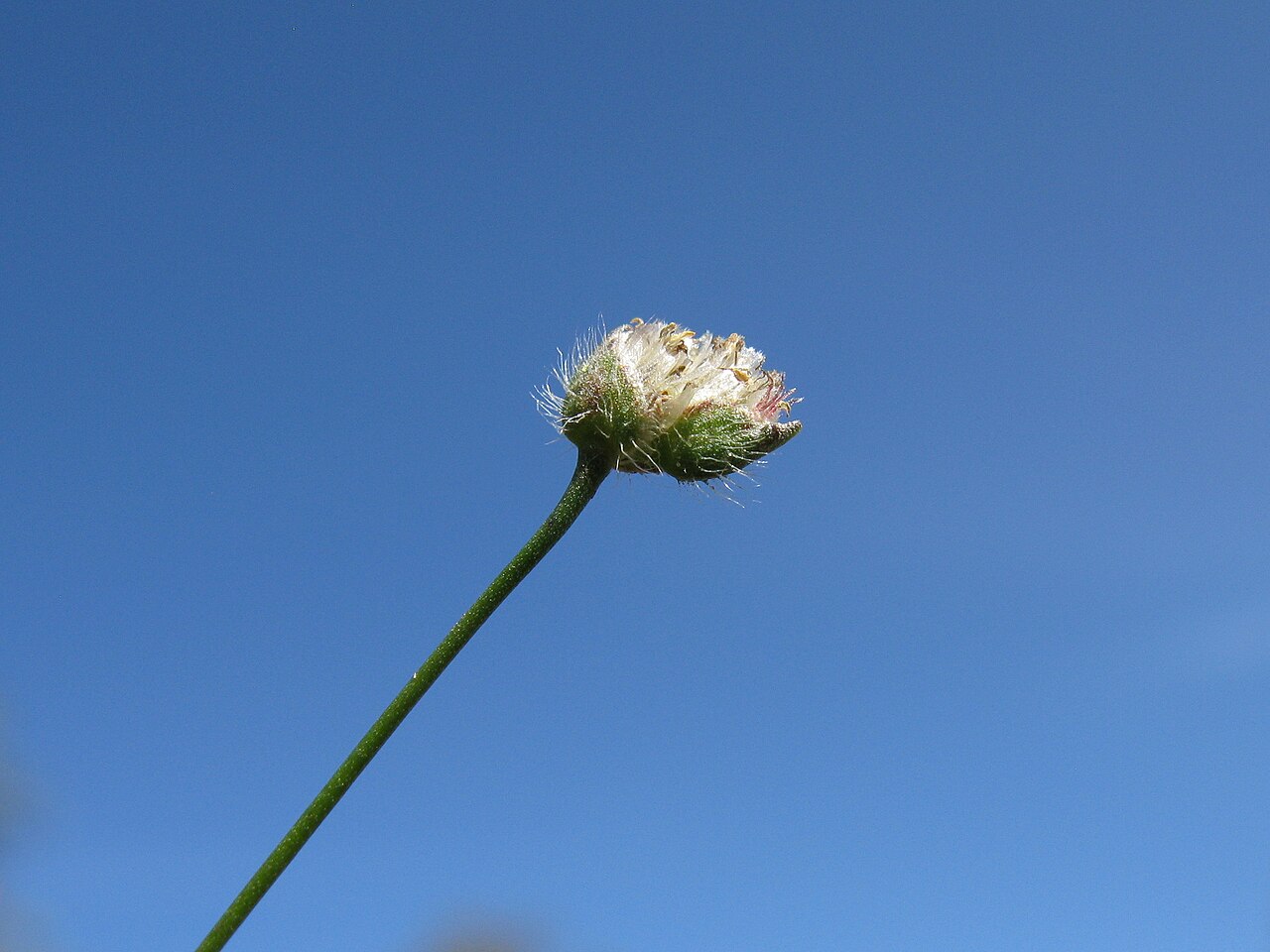 Centrolepis strigosa: Native, cool season, annual, small, tufted annual herb 2-11 cm tall. Leaves are linear, innermost ones usually reduced to a short membranous hairless sheath. St