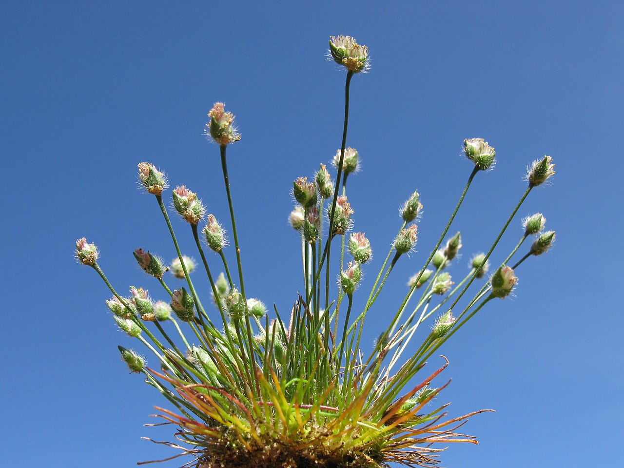 Centrolepis strigosa: Native, cool season, annual, small, tufted annual herb 2-11 cm tall. Leaves are linear, innermost ones usually reduced to a short membranous hairless sheath. St