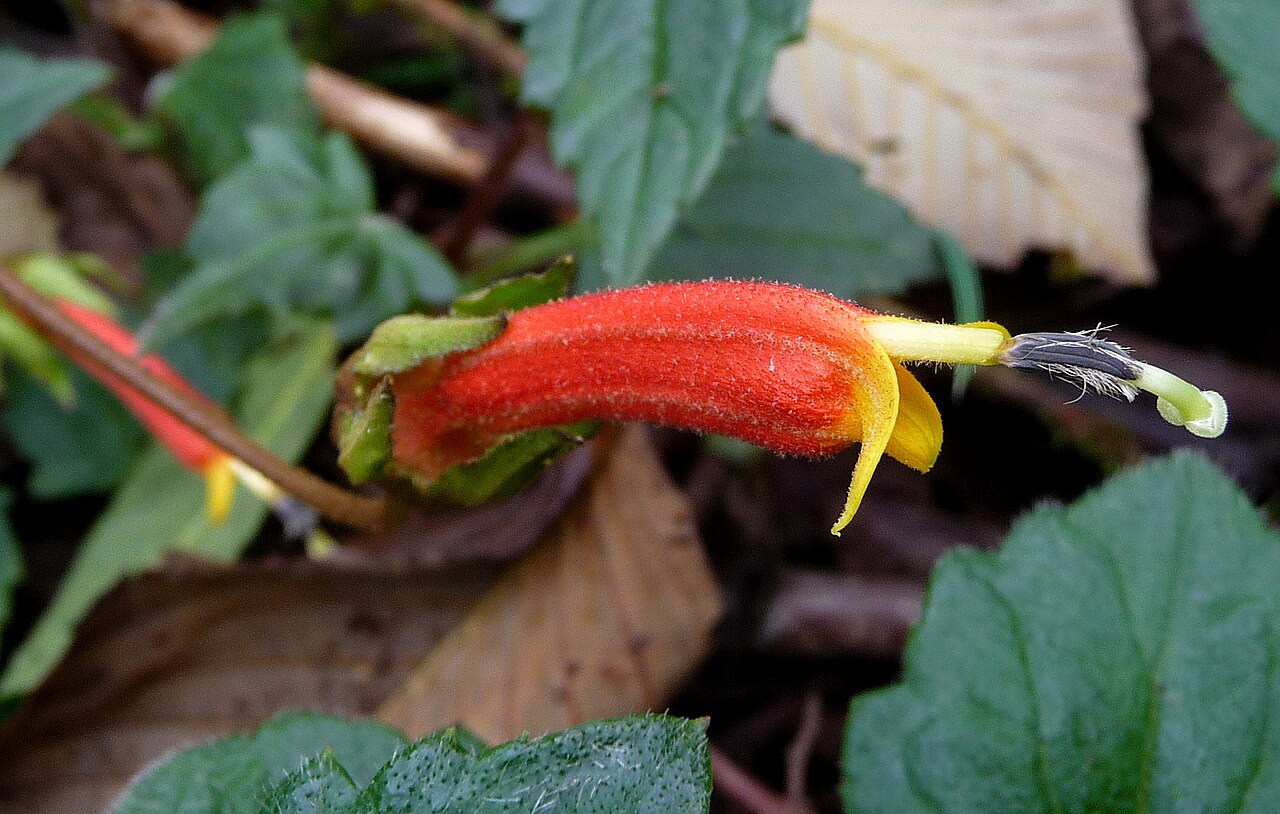 Centropogon comosus: Centropogon comosus? Campanulaceae