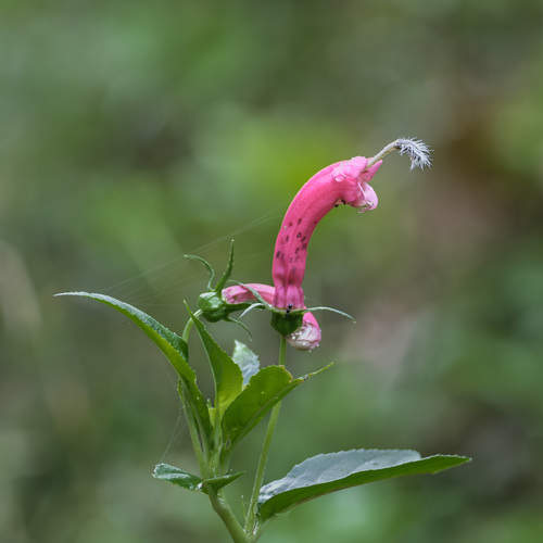 Centropogon cornutus (Centropogon cornutus)