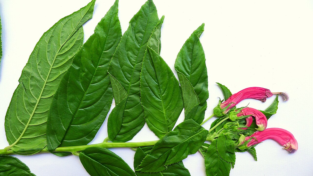 Centropogon cornutus: Centropogon cornutus (L.) Druce