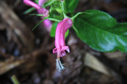 Centropogon cornutus (Centropogon cornutus)
