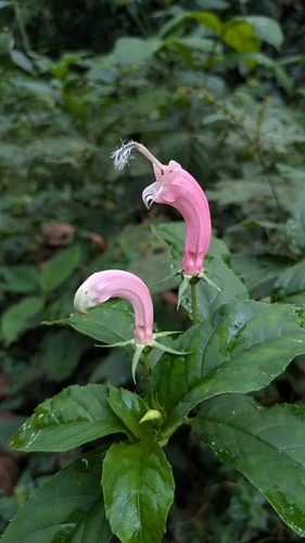 Centropogon cornutus (Centropogon cornutus)